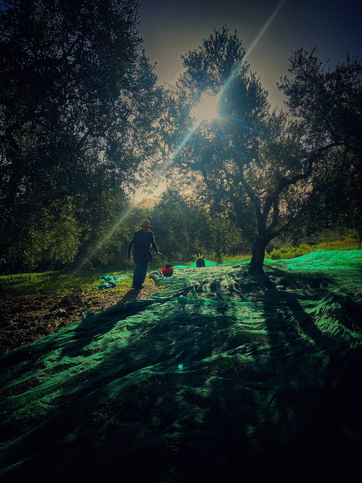 Raccolta delle olive